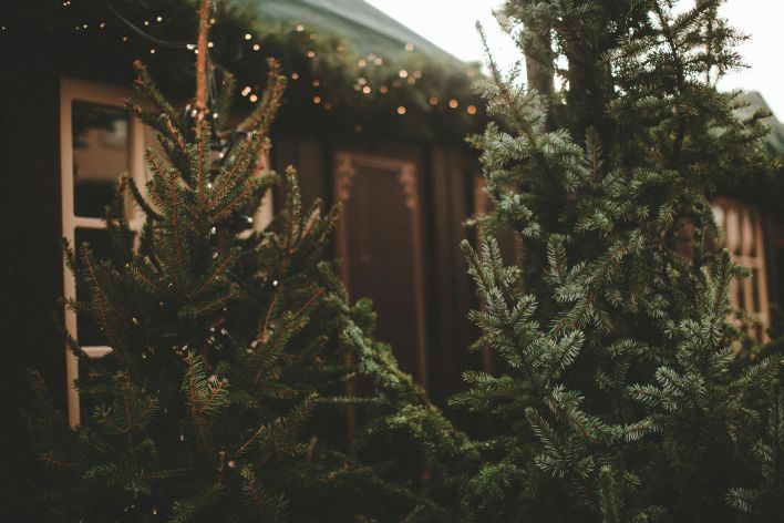 Outdoor scene of conifer trees adorned with Christmas lights at night.